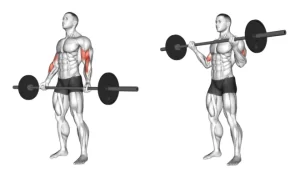 Number 1 Fast Ways to Force Biceps Muscle Growth: Barbell Curl