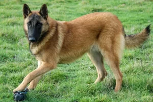 Top 10 Most Fierce Dog Breeds 2023: Belgian Malinois