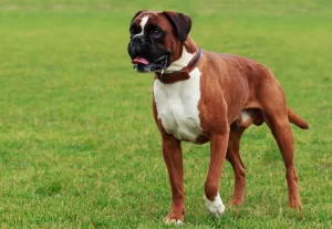 Top 10 Most Fierce Dog Breeds 2023: Boxer