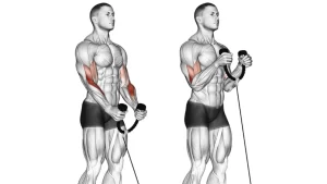 Number 1 Fast Ways to Force Biceps Muscle Growth: Cable Curl