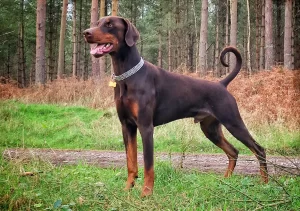 Top 10 Most Fierce Dog Breeds 2023: Doberman Pinscher