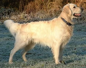 Top 10 Best Friendly Dog Breeds 2023: Golden Retriever