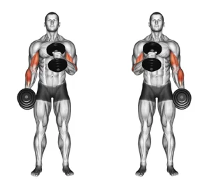 Number 1 Fast Ways to Force Biceps Muscle Growth: Hammer curl