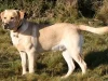 Top 10 Best Friendly Dog Breeds 2023: Labrador Retriever