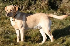 Top 10 Best Friendly Dog Breeds 2023: Labrador Retriever