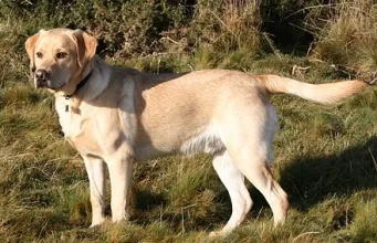 Top 10 Best Friendly Dog Breeds 2023: Labrador Retriever