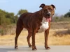 Top 10 Most Fierce Dog Breeds 2023: Pit Bull