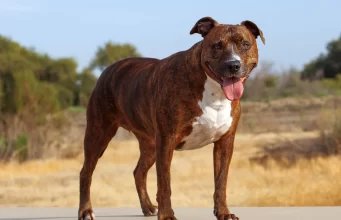 Top 10 Most Fierce Dog Breeds 2023: Pit Bull