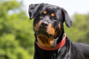 Top 10 Most Fierce Dog Breeds 2023: Rottweiler