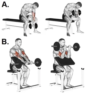 Number 1 Fast Ways to Force Biceps Muscle Growth: Seated bicep curls