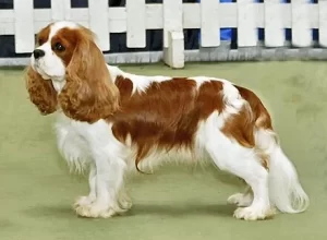 Top 10 Best Friendly Dog Breeds 2023: Cavalier King Charles Spaniel