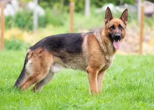 Top 10 Most Fierce Dog Breeds 2023: German Shepherd