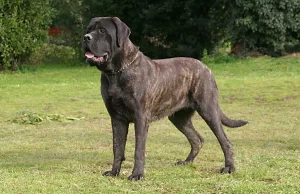 Top 10 Most Fierce Dog Breeds 2023: Mastiff