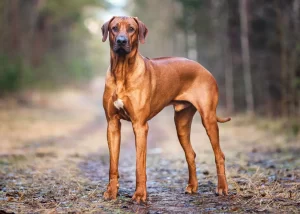 Top 10 Most Fierce Dog Breeds 2023:Rhodesian Ridgeback