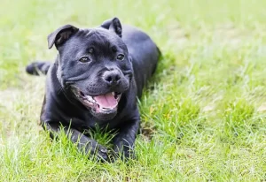 Top 10 Most Fierce Dog Breeds 2023: Staffordshire Bull Terrier