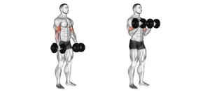 Number 1 Fast Ways to Force Biceps Muscle Growth: standing dumbbell curl