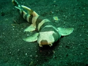 Best Top 10 Most Friendly Sharks 2023: The Fascinating Bamboo Shark [(Family Hemiscylliidae) A Study in Ancient Elegance]