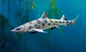 Best Top 10 Most Friendly Sharks 2023: The Graceful Beauty of the Leopard Shark (Triakis semifasciata)