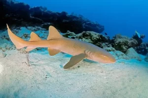 Best Top 10 Most Friendly Sharks 2023: The Enigmatic Nurse Shark [(Ginglymostoma cirratum) Gentle Guardian of the Seas]