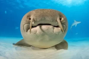 Best Top 10 Most Friendly Sharks 2023: The Enigmatic Nurse Shark [(Ginglymostoma cirratum) Gentle Guardian of the Seas]