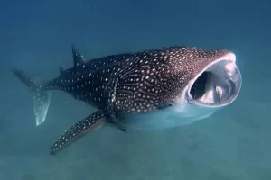 Best Top 10 Most Friendly Sharks 2023: The Gentle Giant of the Ocean (The Whale Shark [Rhincodon typus])