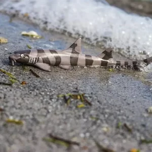 Best Top 10 Most Friendly Sharks 2023: The Fascinating Bamboo Shark [(Family Hemiscylliidae) A Study in Ancient Elegance]