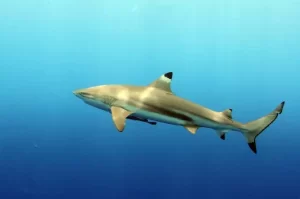 Best Top 10 Most Friendly Sharks 2023: The Blacktip Reef Shark (Carcharhinus melanopterus): Elegance Beneath the Waves