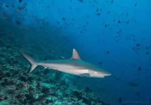 Best Top 10 Most Friendly Sharks 2023: The Gray Reef Shark (Carcharhinus amblyrhynchos [Guardian of the Coral Reefs])