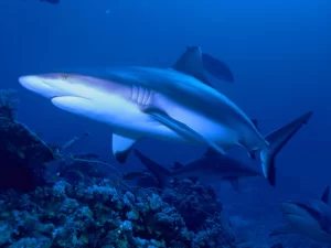 Best Top 10 Most Friendly Sharks 2023: The Gray Reef Shark (Carcharhinus amblyrhynchos [Guardian of the Coral Reefs])