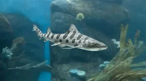 Best Top 10 Most Friendly Sharks 2023: The Graceful Beauty of the Leopard Shark (Triakis semifasciata)