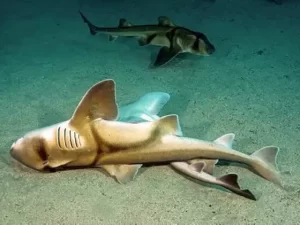 Best Top 10 Most Friendly Sharks 2023: The Port Jackson Shark (Heterodontus portusjacksoni [A Unique Marvel of the Southern Seas])