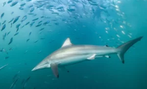 Best Top 10 Most Friendly Sharks 2023: The Spinner Shark (Carcharhinus brevipinna [The Aerial Acrobat of the Ocean])