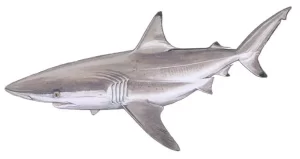 Best Top 10 Most Friendly Sharks 2023: The Spinner Shark (Carcharhinus brevipinna [The Aerial Acrobat of the Ocean])