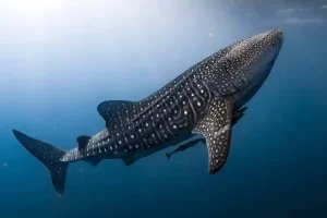 Best Top 10 Most Friendly Sharks 2023: The Gentle Giant of the Ocean (The Whale Shark [Rhincodon typus])