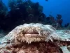 Best Top 10 Most Friendly Sharks 2023: The Wobbegong Shark (Family Orectolobidae [A Master of Camouflage])