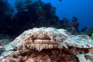 Best Top 10 Most Friendly Sharks 2023: The Wobbegong Shark (Family Orectolobidae [A Master of Camouflage])