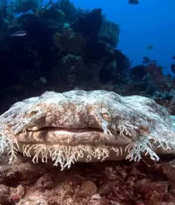 Best Top 10 Most Friendly Sharks 2023: The Wobbegong Shark (Family Orectolobidae [A Master of Camouflage])