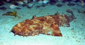 Best Top 10 Most Friendly Sharks 2023: The Wobbegong Shark (Family Orectolobidae [A Master of Camouflage])