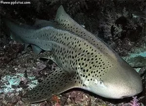 Best Top 10 Most Friendly Sharks 2023: The Zebra Shark (Stegostoma fasciatum): A Graceful Patterned Wonder of the Ocean