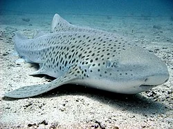 Best Top 10 Most Friendly Sharks 2023: The Zebra Shark (Stegostoma fasciatum): A Graceful Patterned Wonder of the Ocean