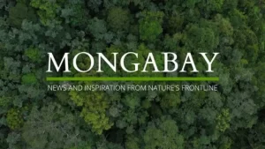 How to Apply For Mongabay Internship Program 2024