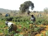 Ekiti Farmers Curse Herders for 30+ Farmlands Damage