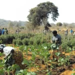 Ekiti Farmers Curse Herders for 30+ Farmlands Damage