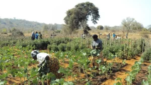 Ekiti Farmers Curse Herders for 30+ Farmlands Damage