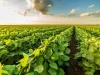 genetically modified crops