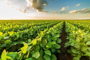 genetically modified crops