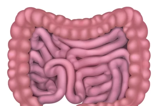 Gut health – Everything you should Know Gut Health - Everything you need to know