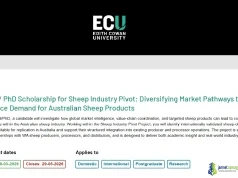 2026 ECU Sheep Industry Pivot Scholarship (Full Funding for Agribusiness Research)